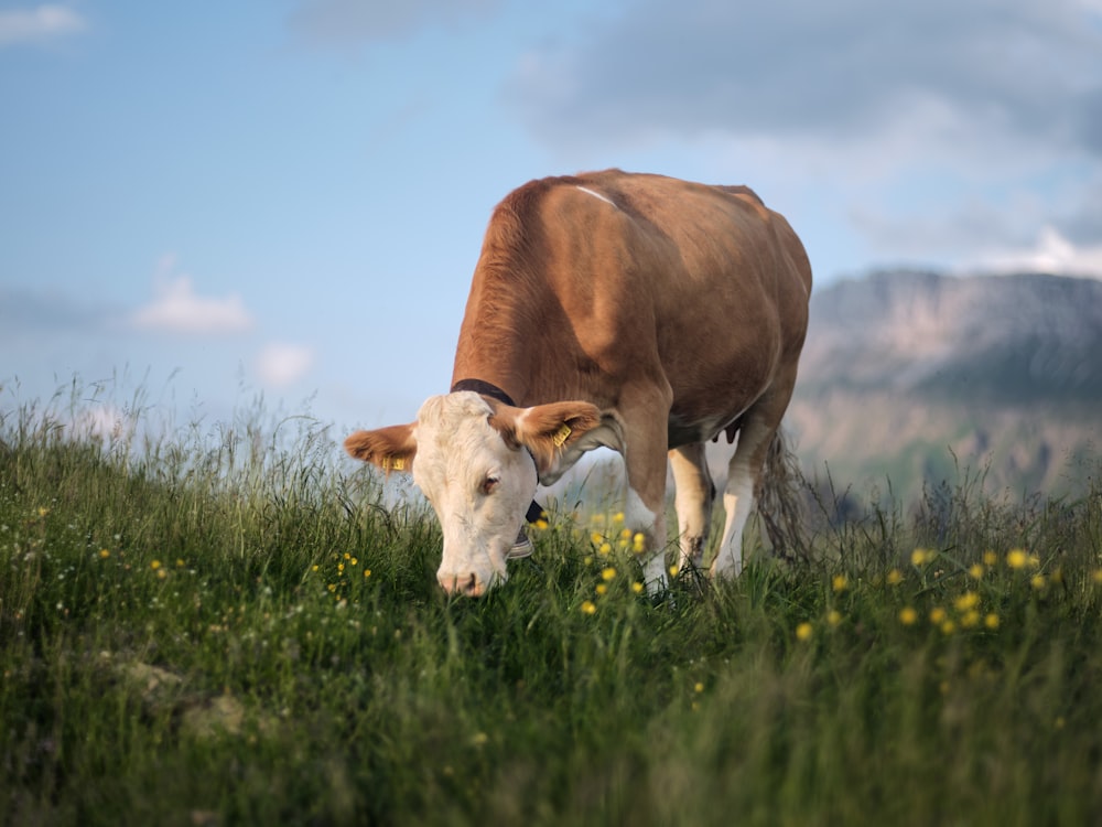 a cow grazing in a field