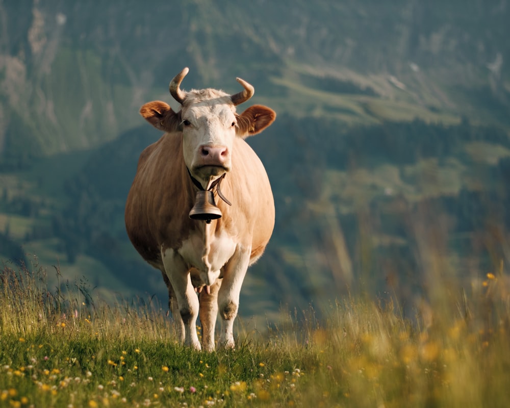 a cow with a bell on its neck