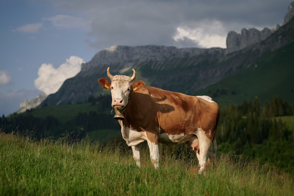 a cow standing in a field