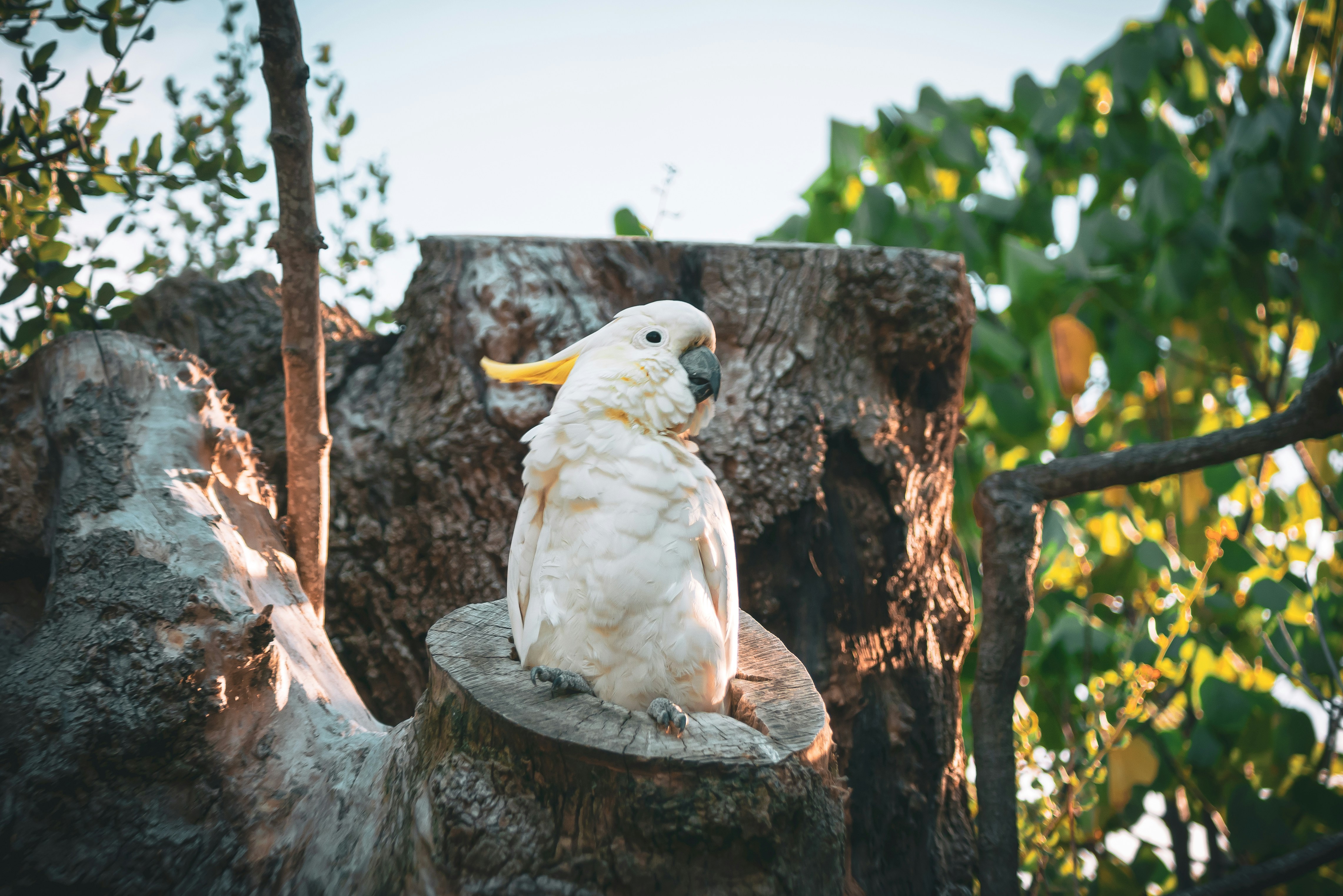 Cockatoo
