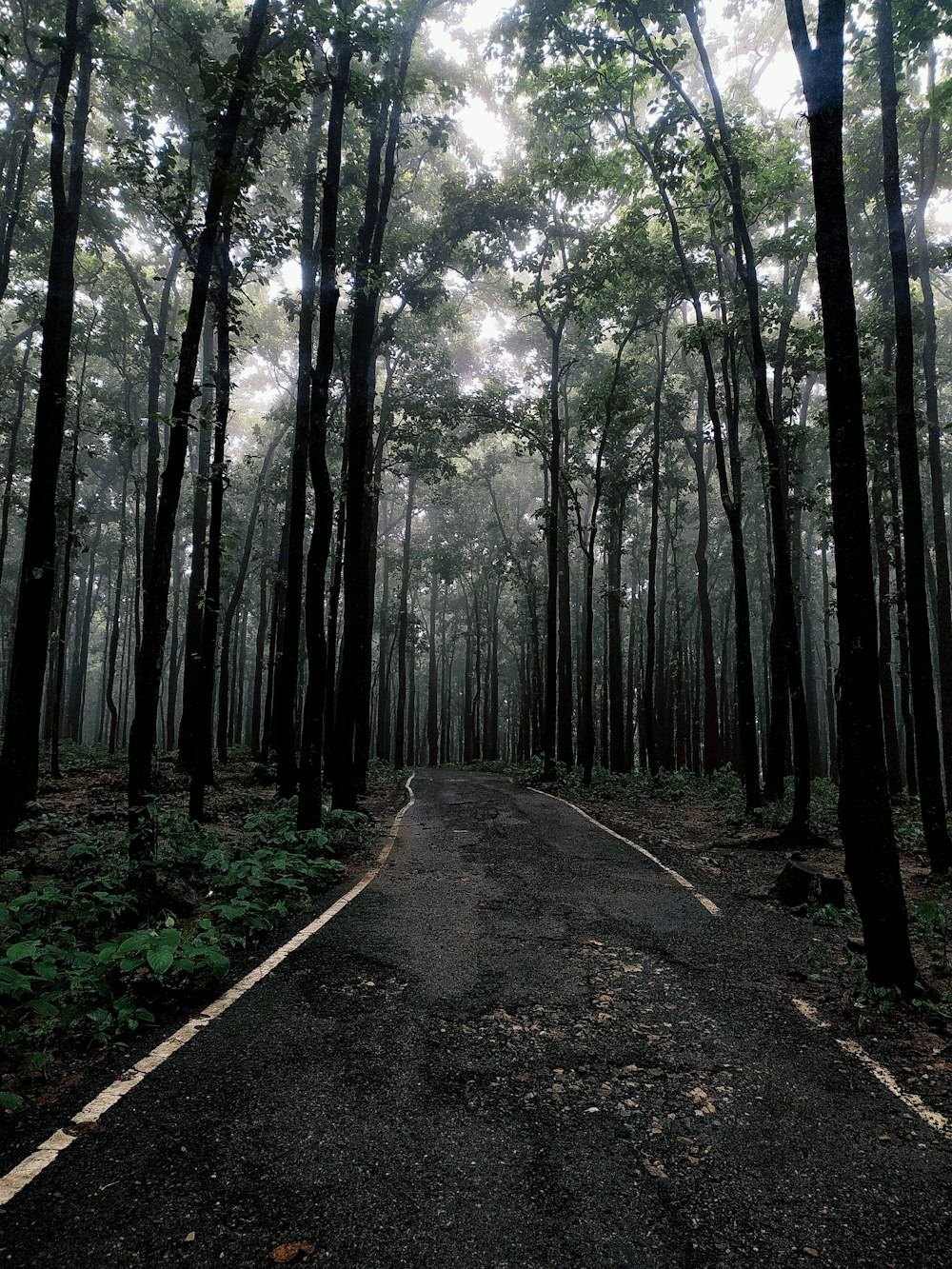 a dirt road in a forest