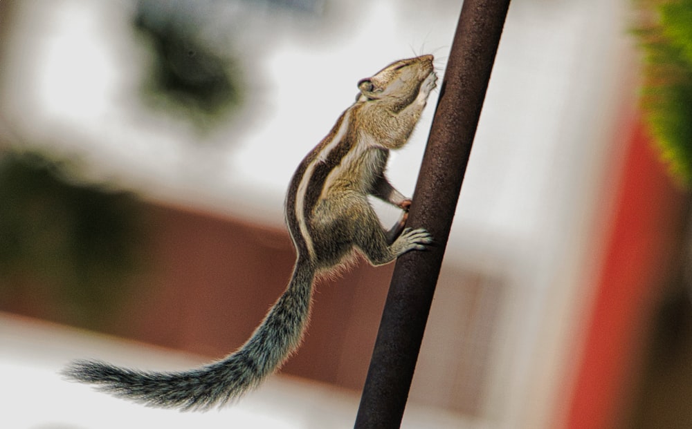 a squirrel on a branch