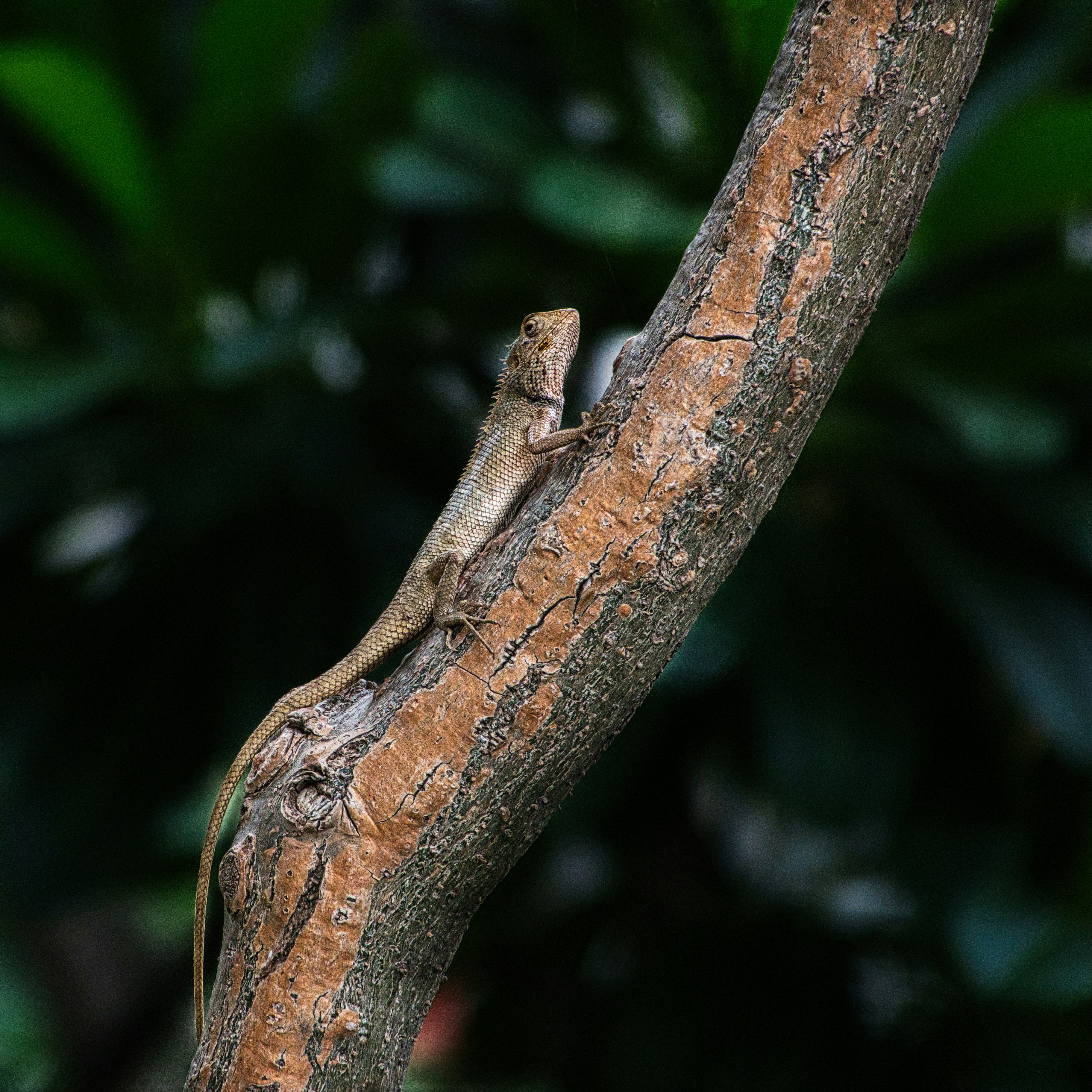 calm skin texture, wallpaper, Treating Acne and Eczema: A Combined Approach 3