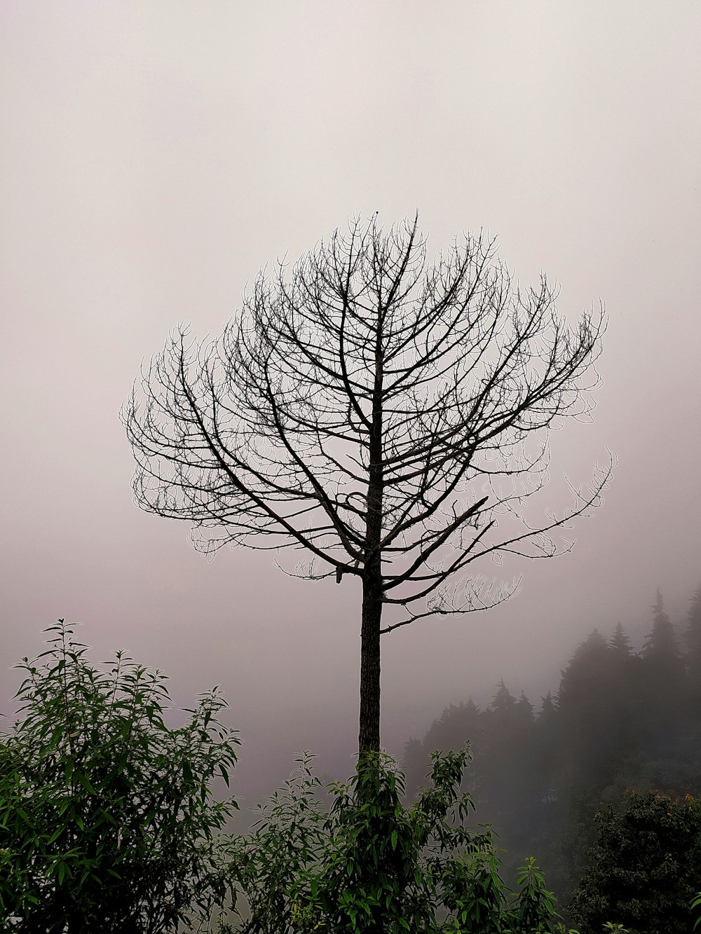 霧の森の木