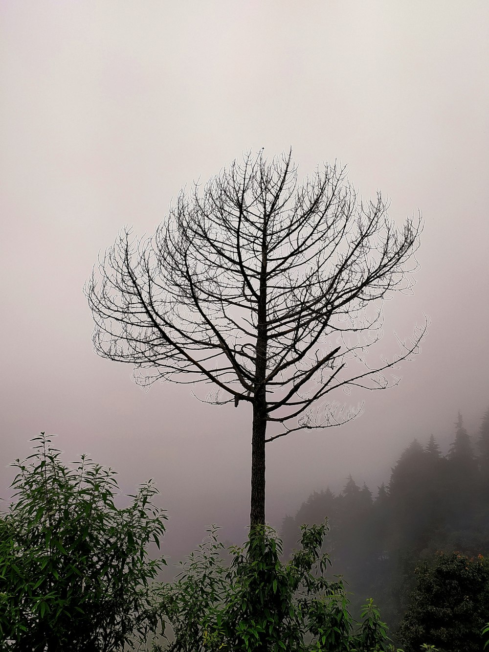 a tree in a foggy forest