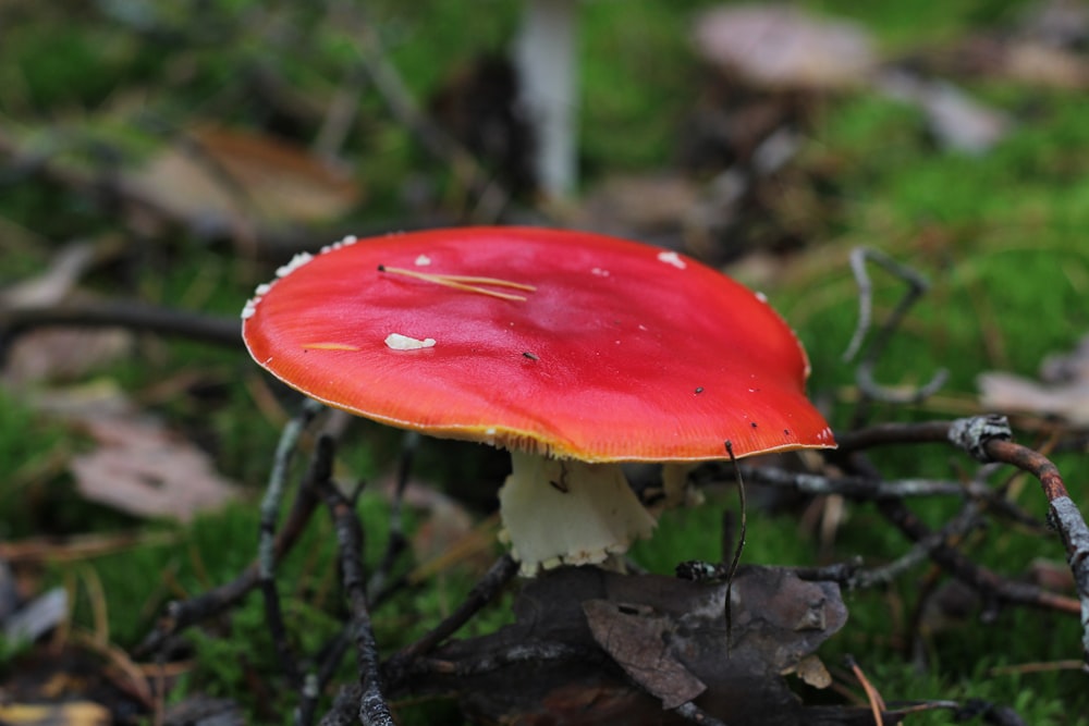 a red mushroom growing in the woods