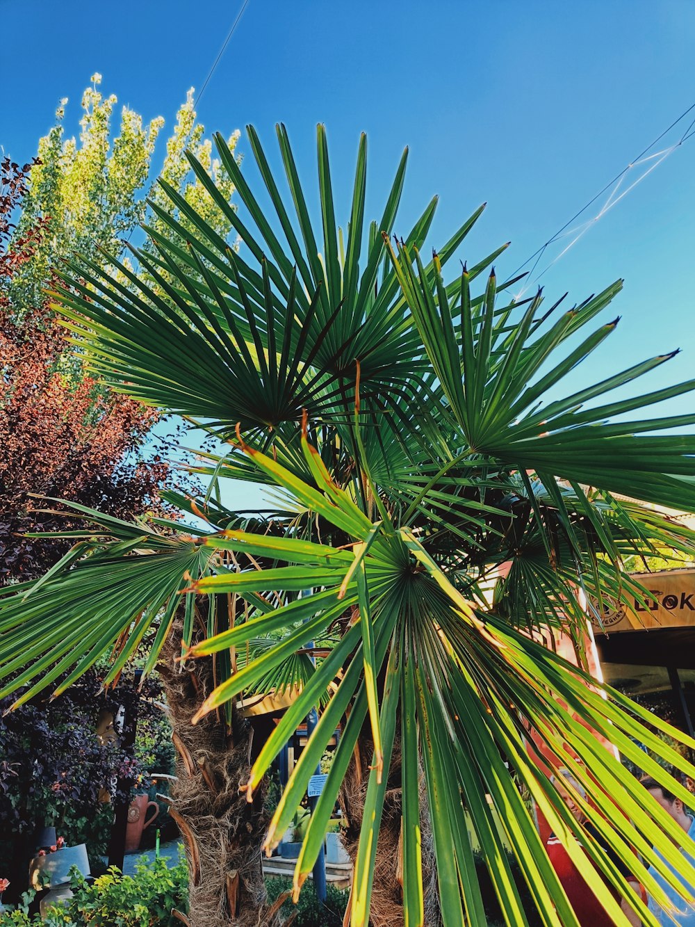 a group of palm trees