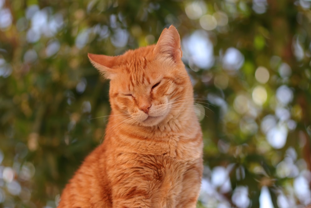 a cat with its eyes closed