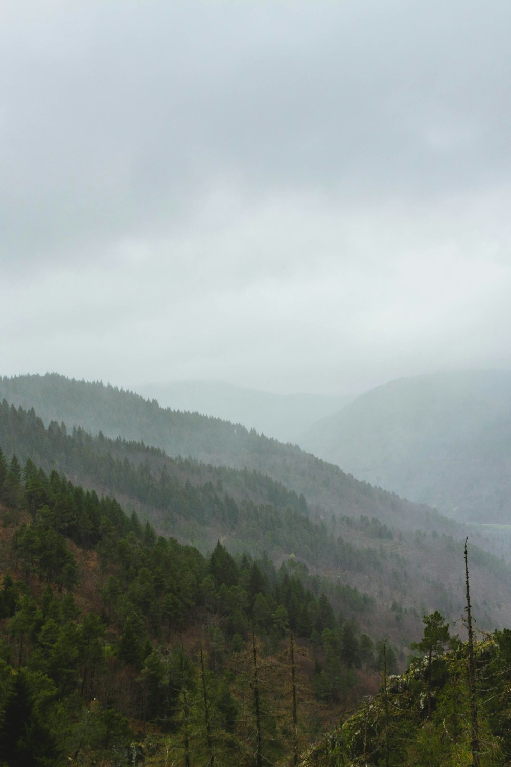 a forest on a mountain