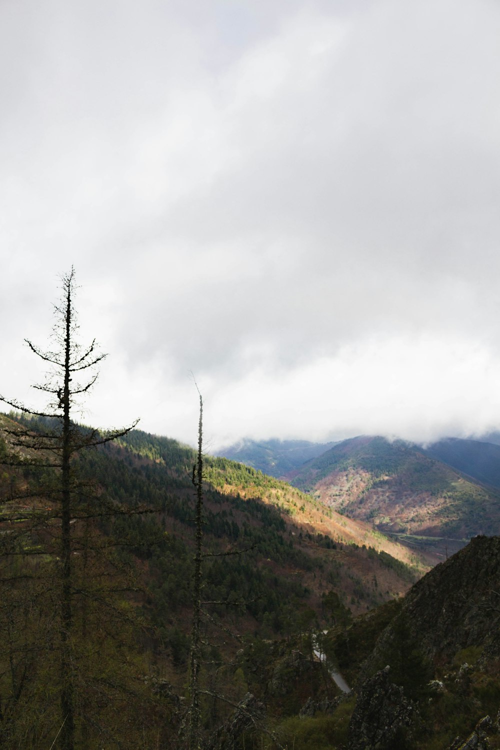 a landscape with trees and mountains