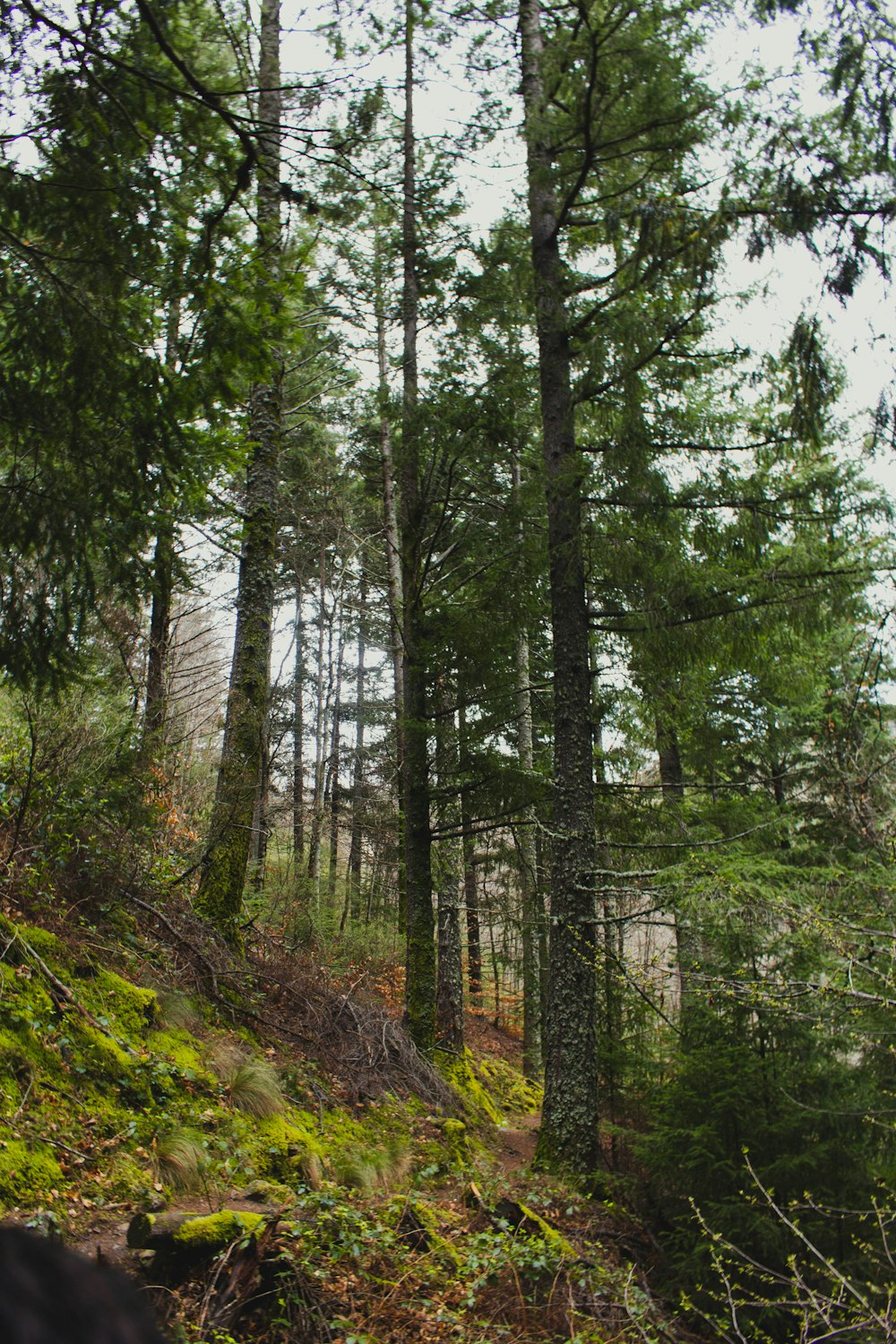 a forest with trees