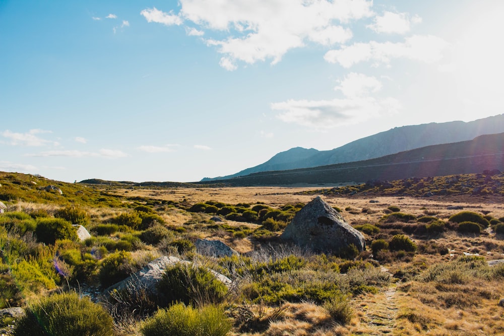 a rocky area with plants and mountains in the background