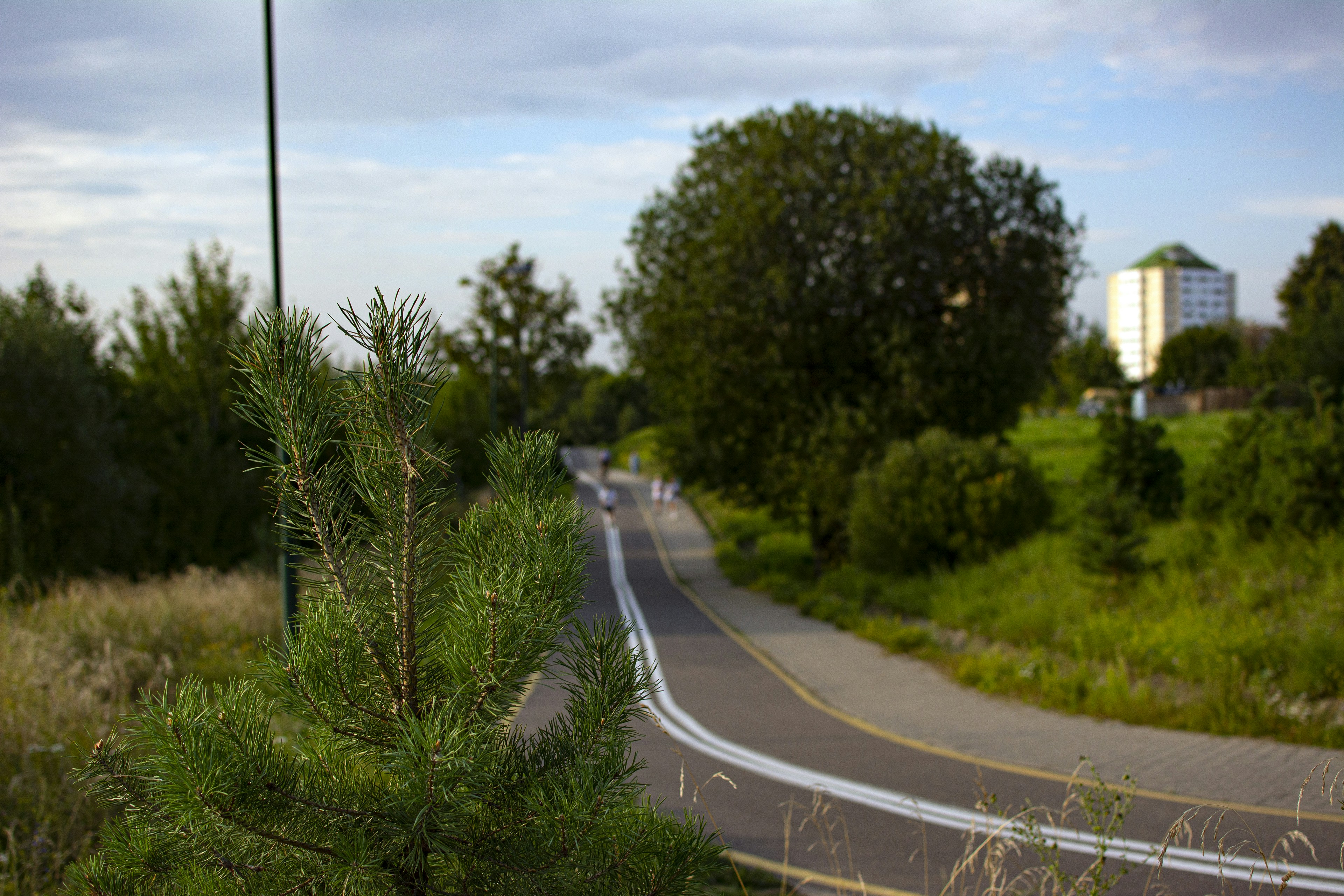 a road with trees on the side