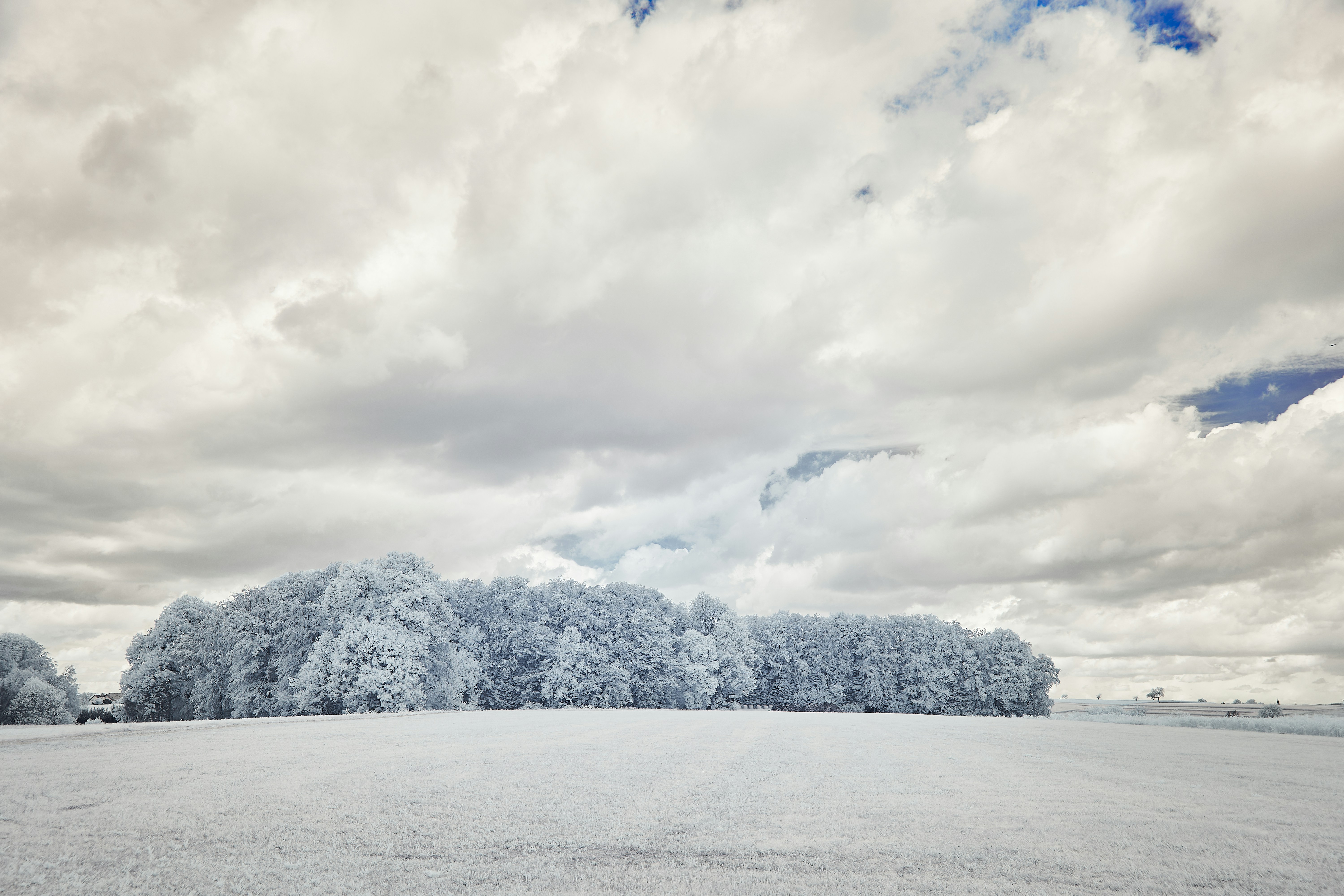 Photo by wolfgang_hasselmann
