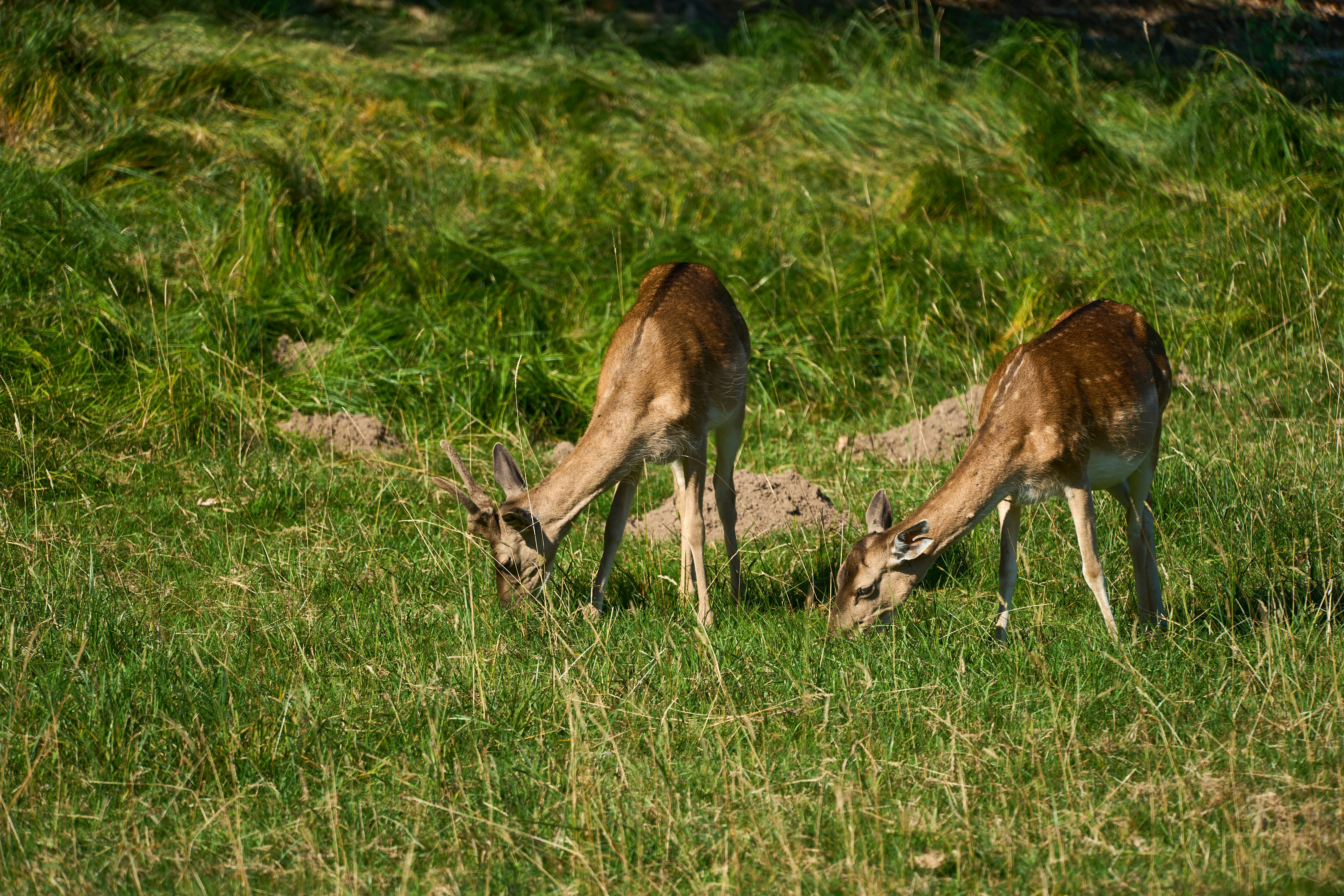 Photo by wolfgang_hasselmann