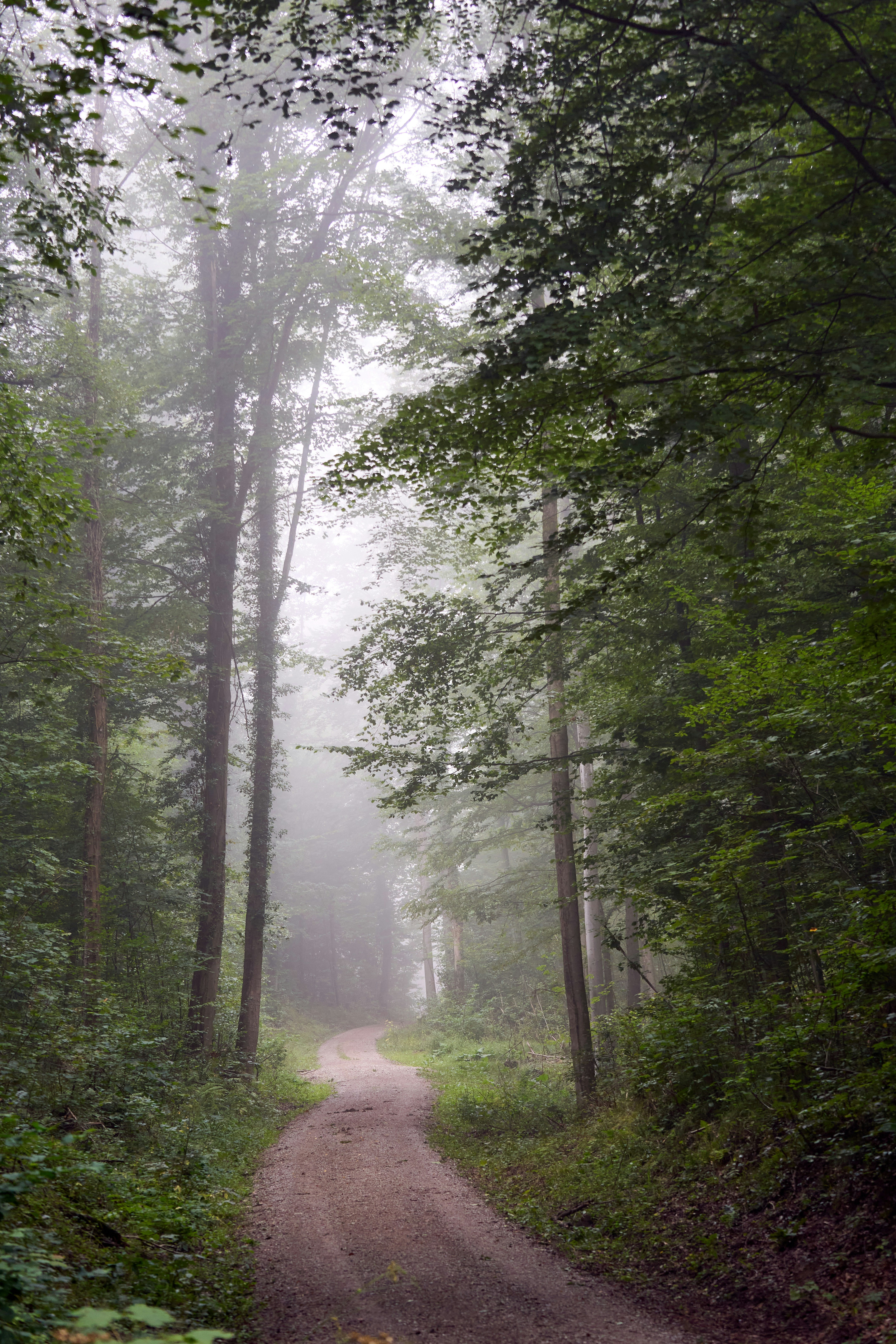 Photo by wolfgang_hasselmann