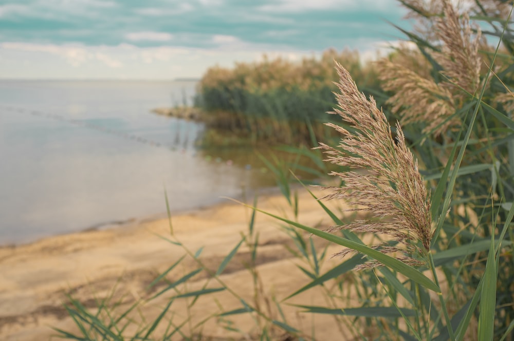 close-up of a wheat field