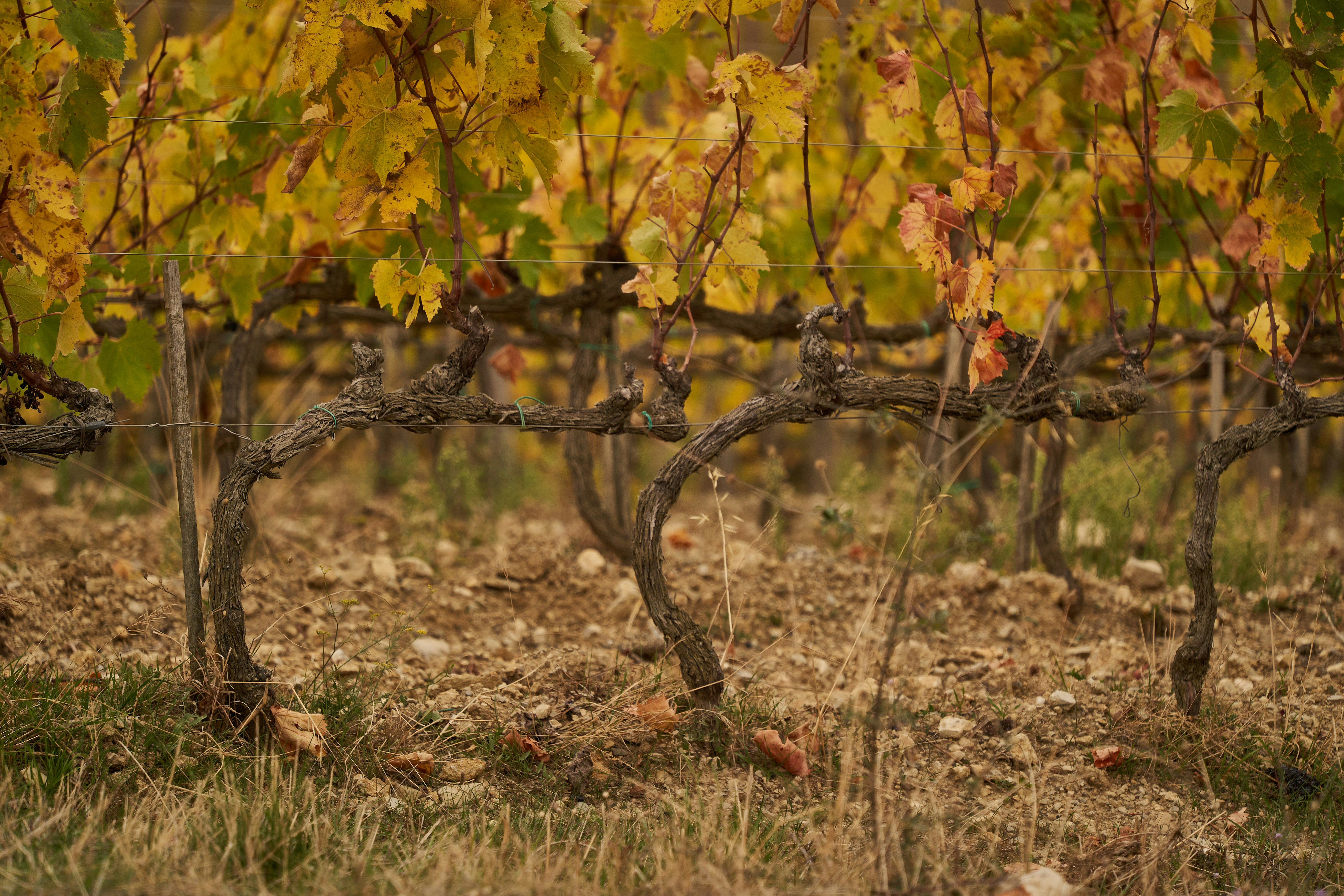 Photo by wolfgang_hasselmann