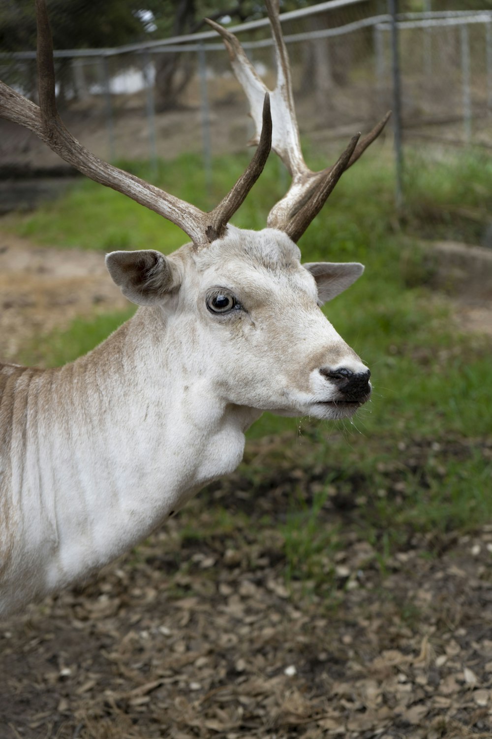 a white deer with antlers