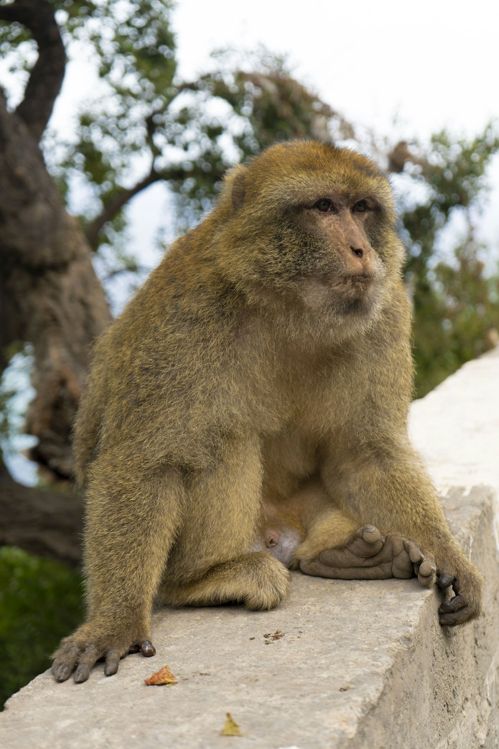 a monkey sitting on a rock