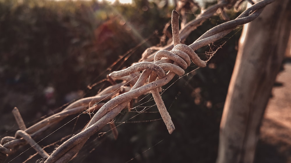 a spider on a branch