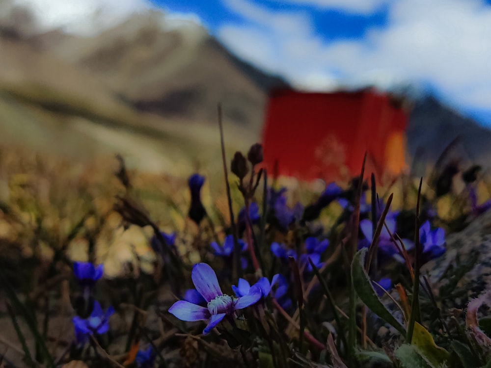 a red barn behind purple flowers