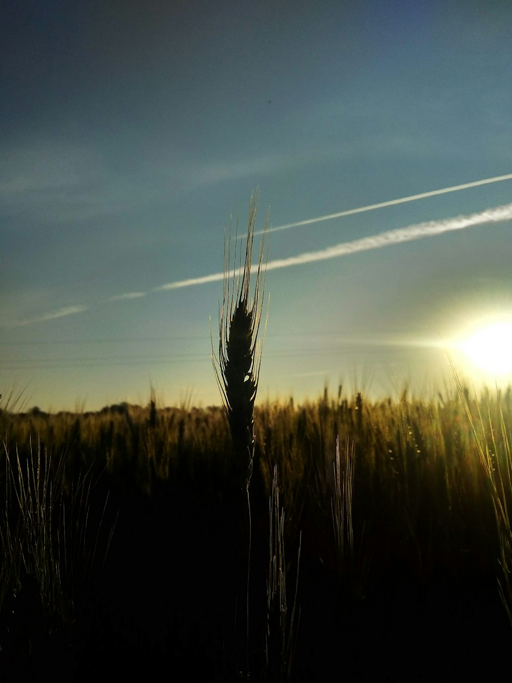 a field of tall grass with the sun in the background