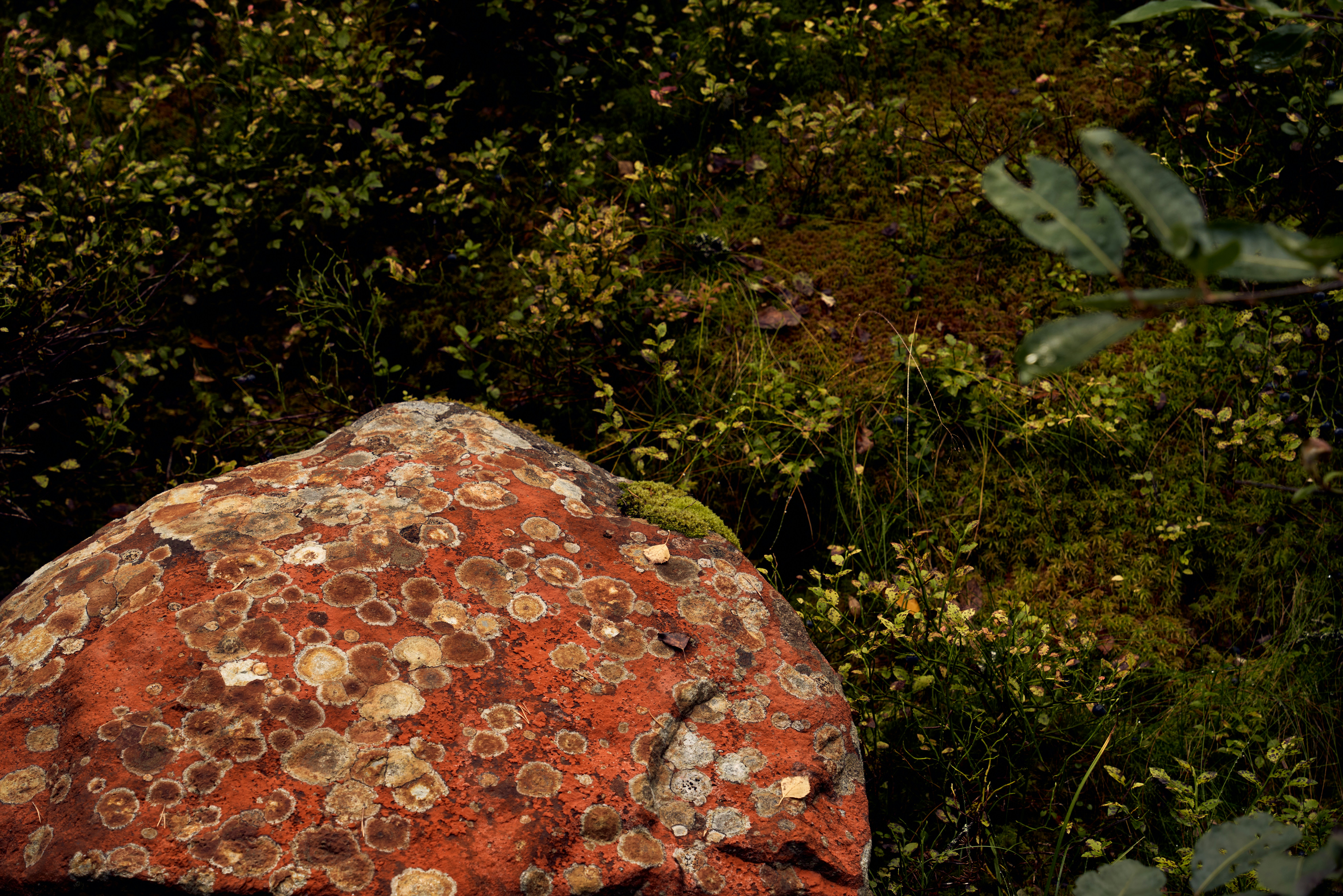 Photo by davotibarna