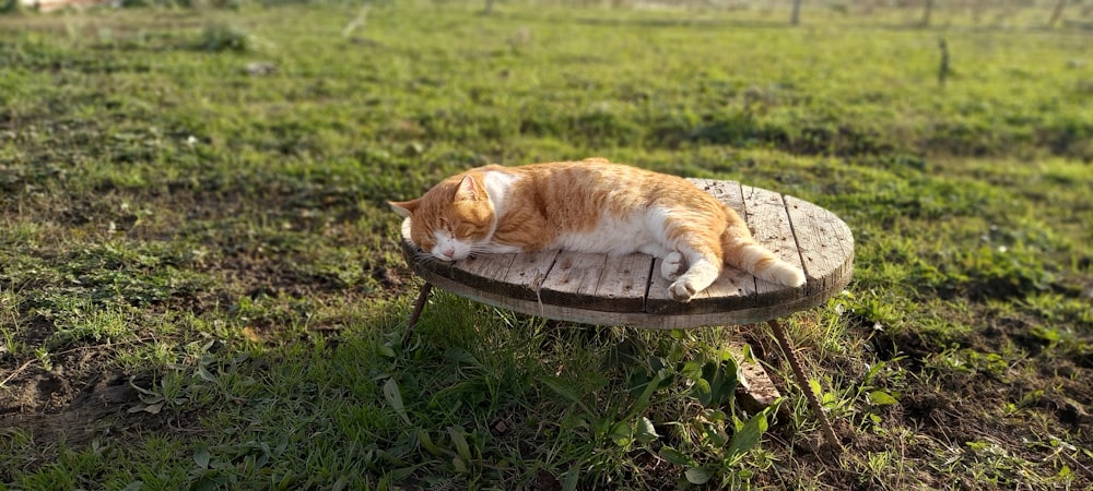 a cat lying on a wooden surface