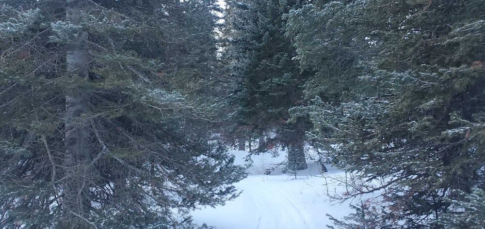 a snowy forest with trees