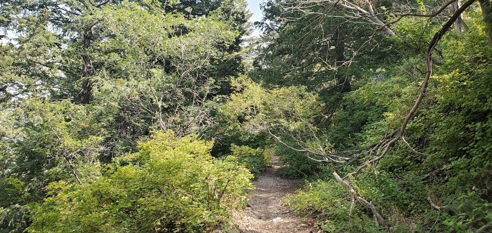 a dirt path through a forest