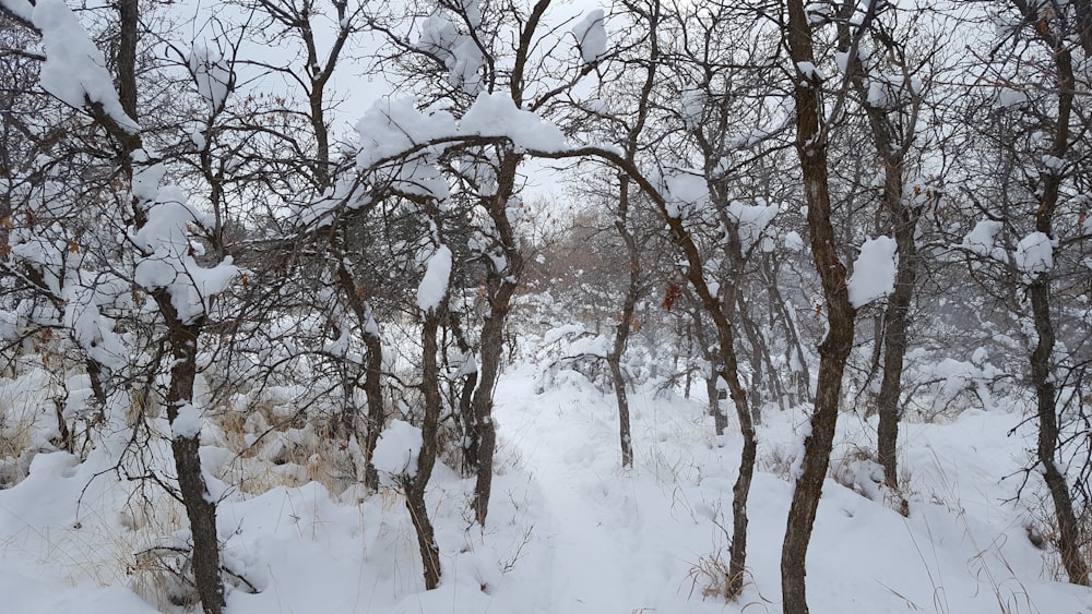 a group of trees covered in snow