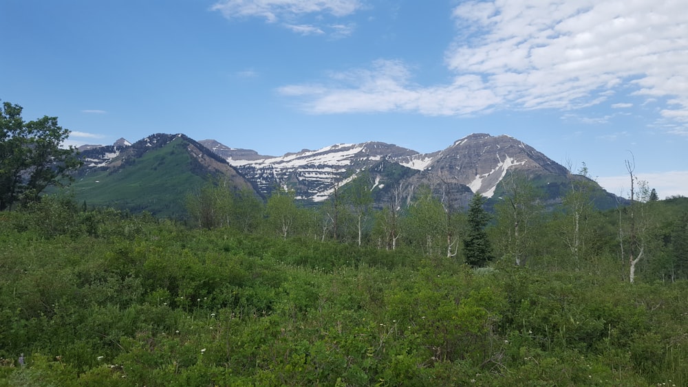 a grassy area with trees and mountains in the background