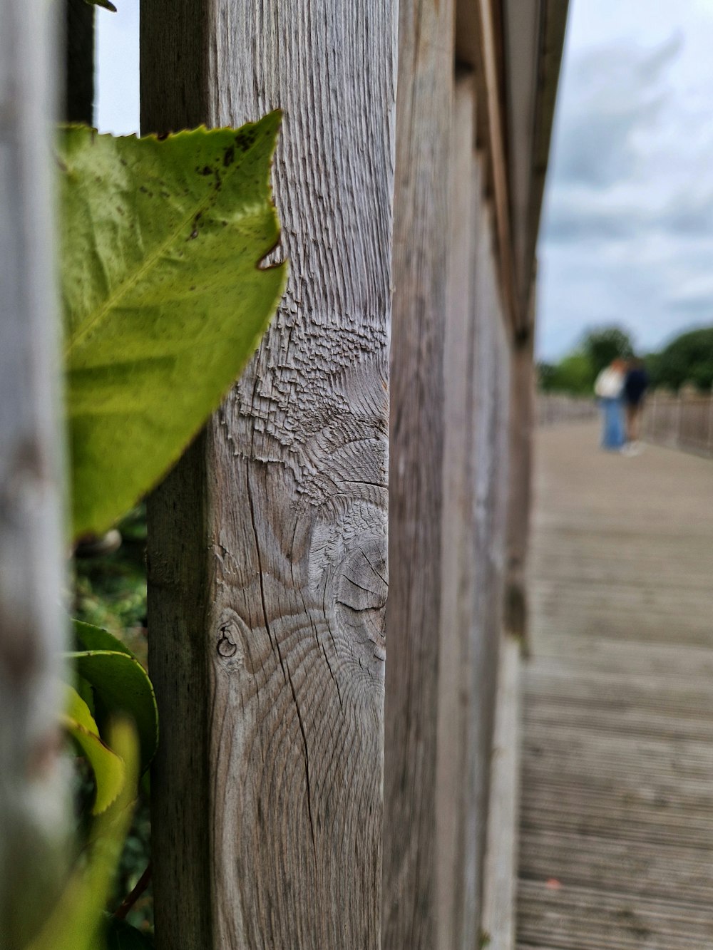 a leaf on a tree