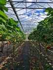 a greenhouse with plants and fruit