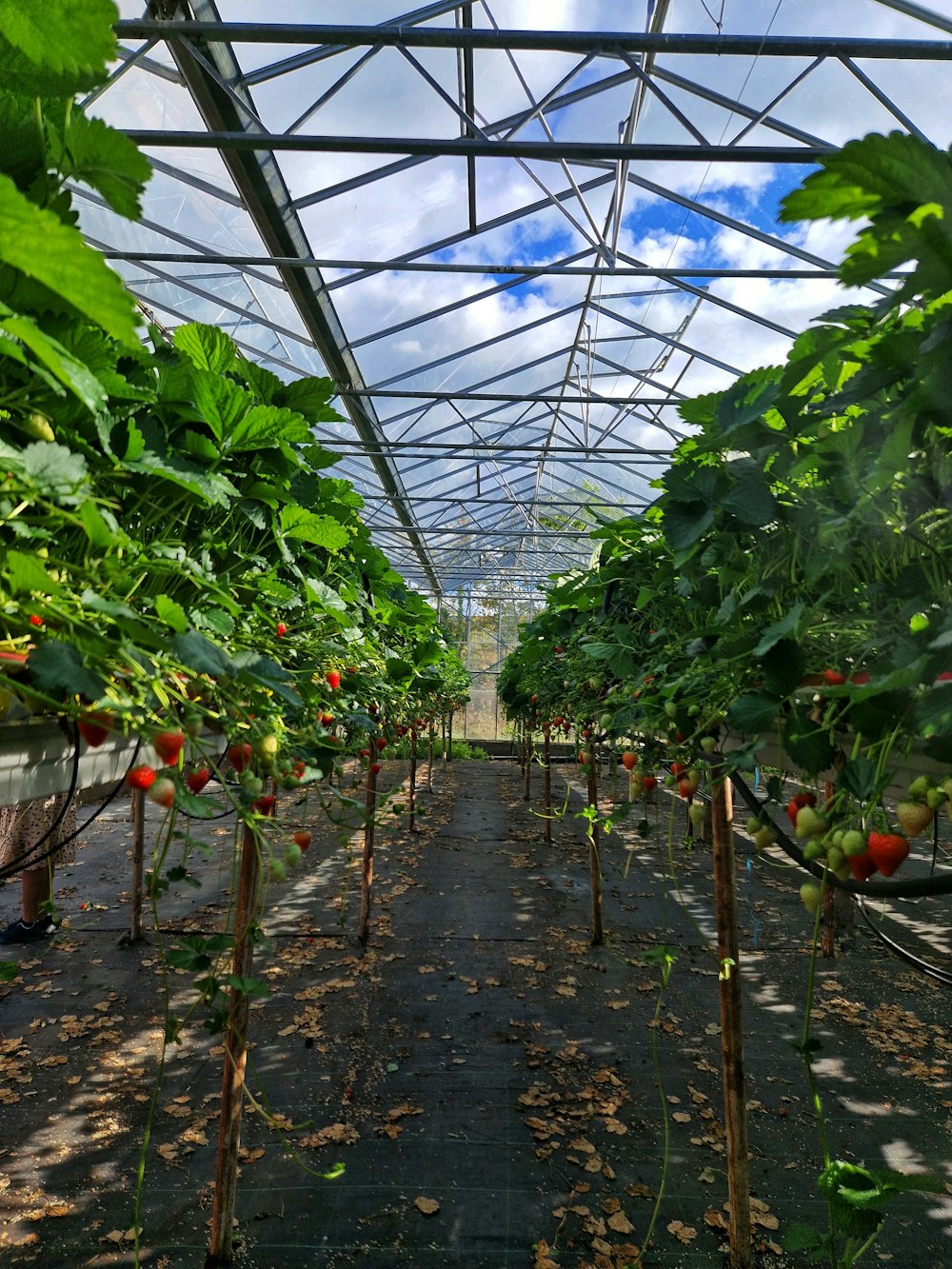 a greenhouse with plants and fruit