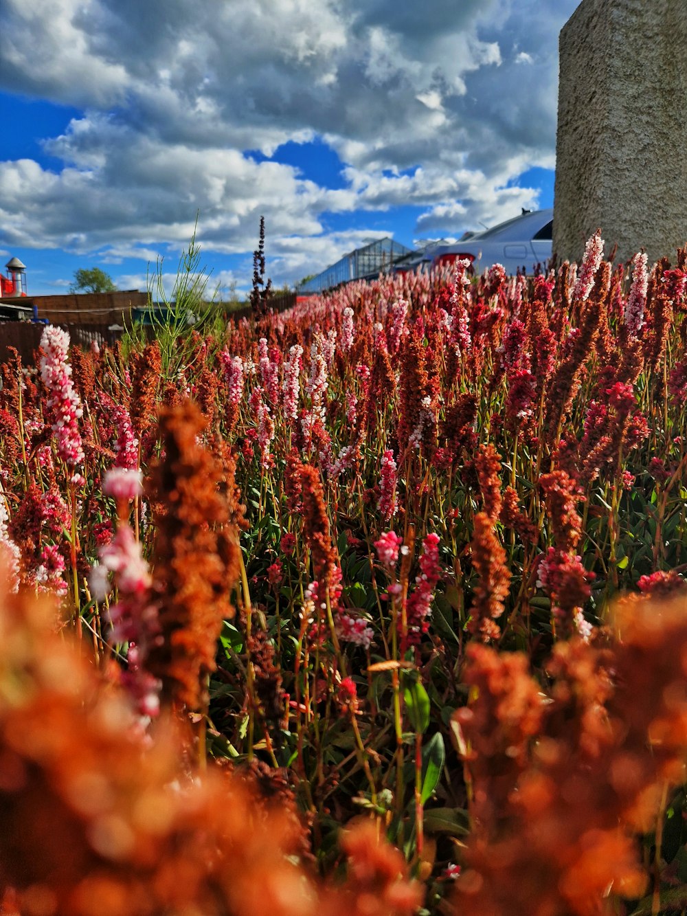 a field of colorful flowers