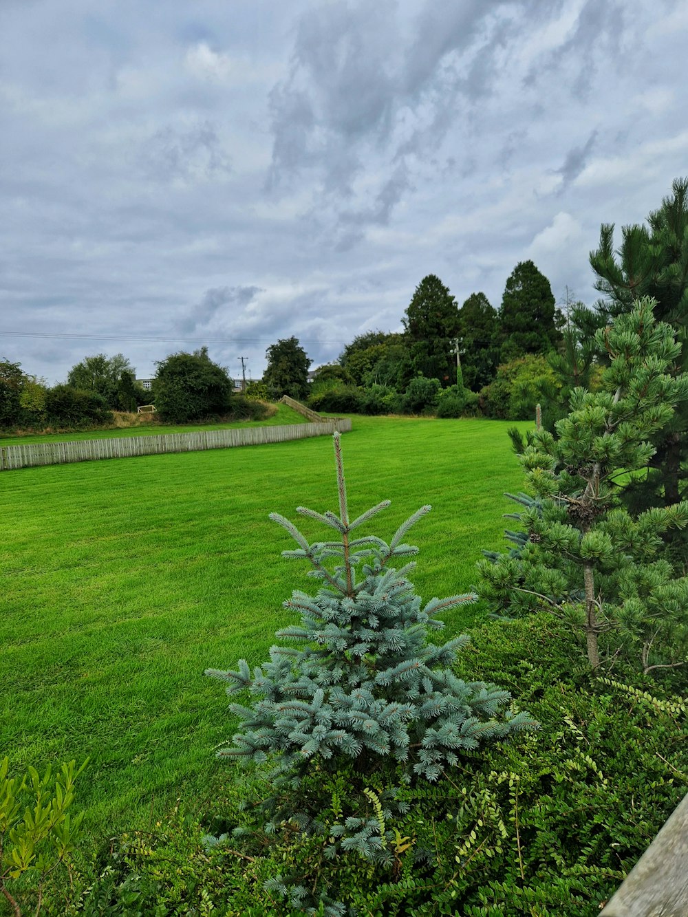 a green field with trees