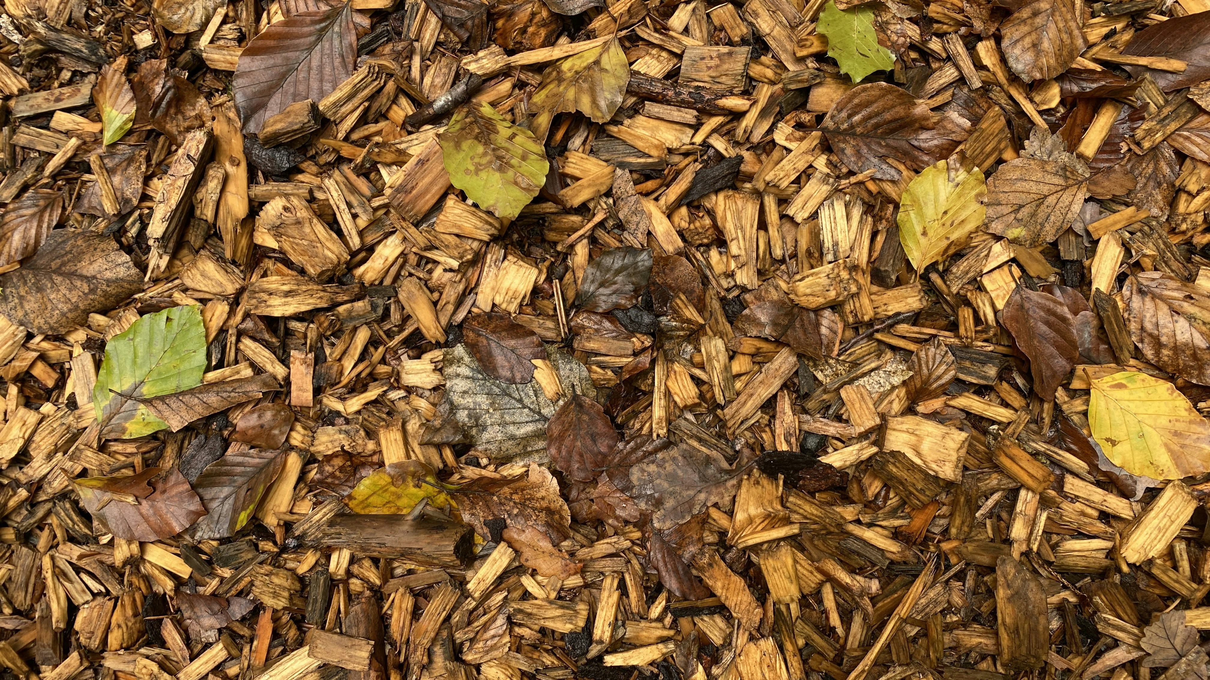 a pile of brown leaves