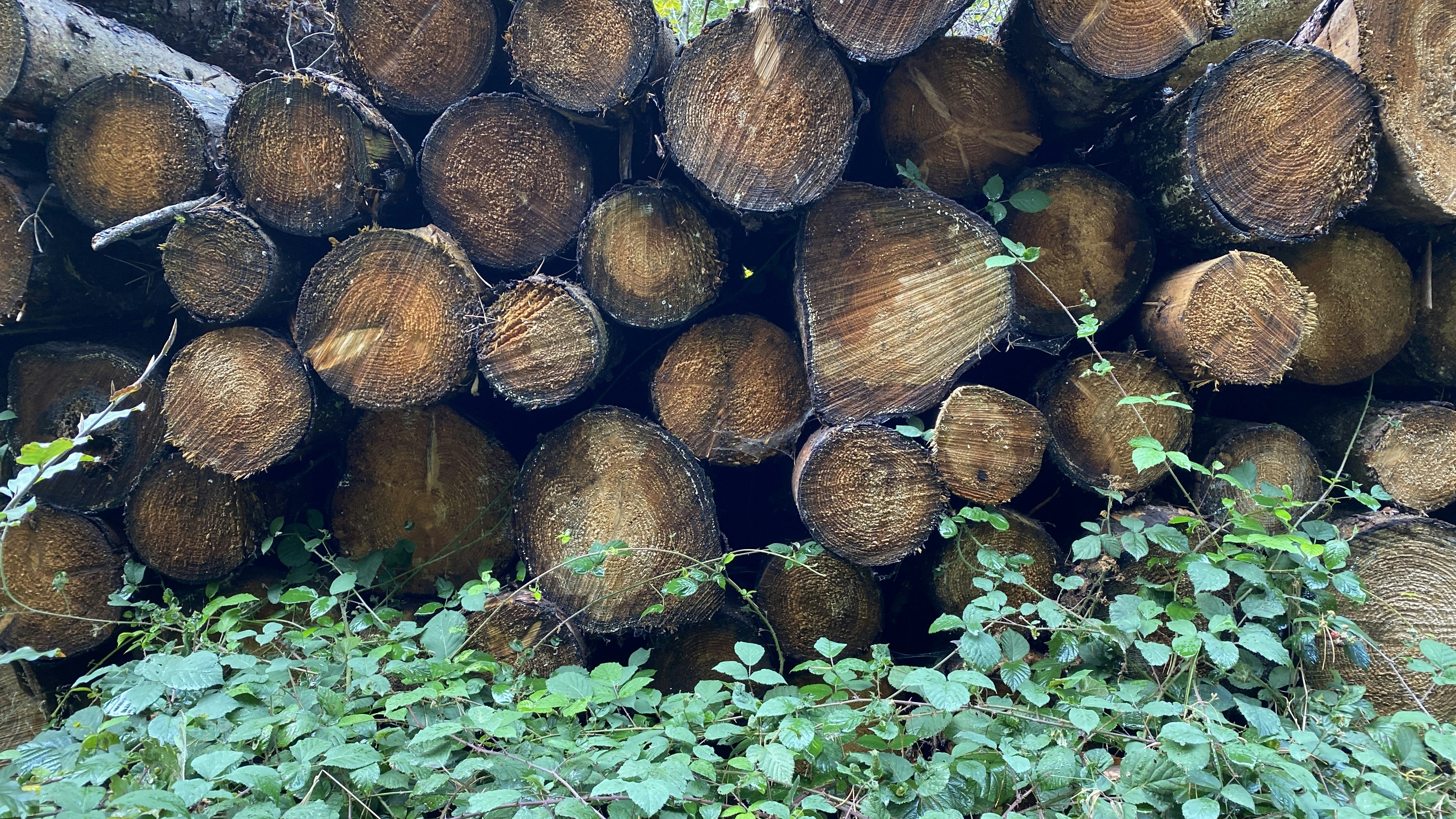 Grafana Monitoring and logging