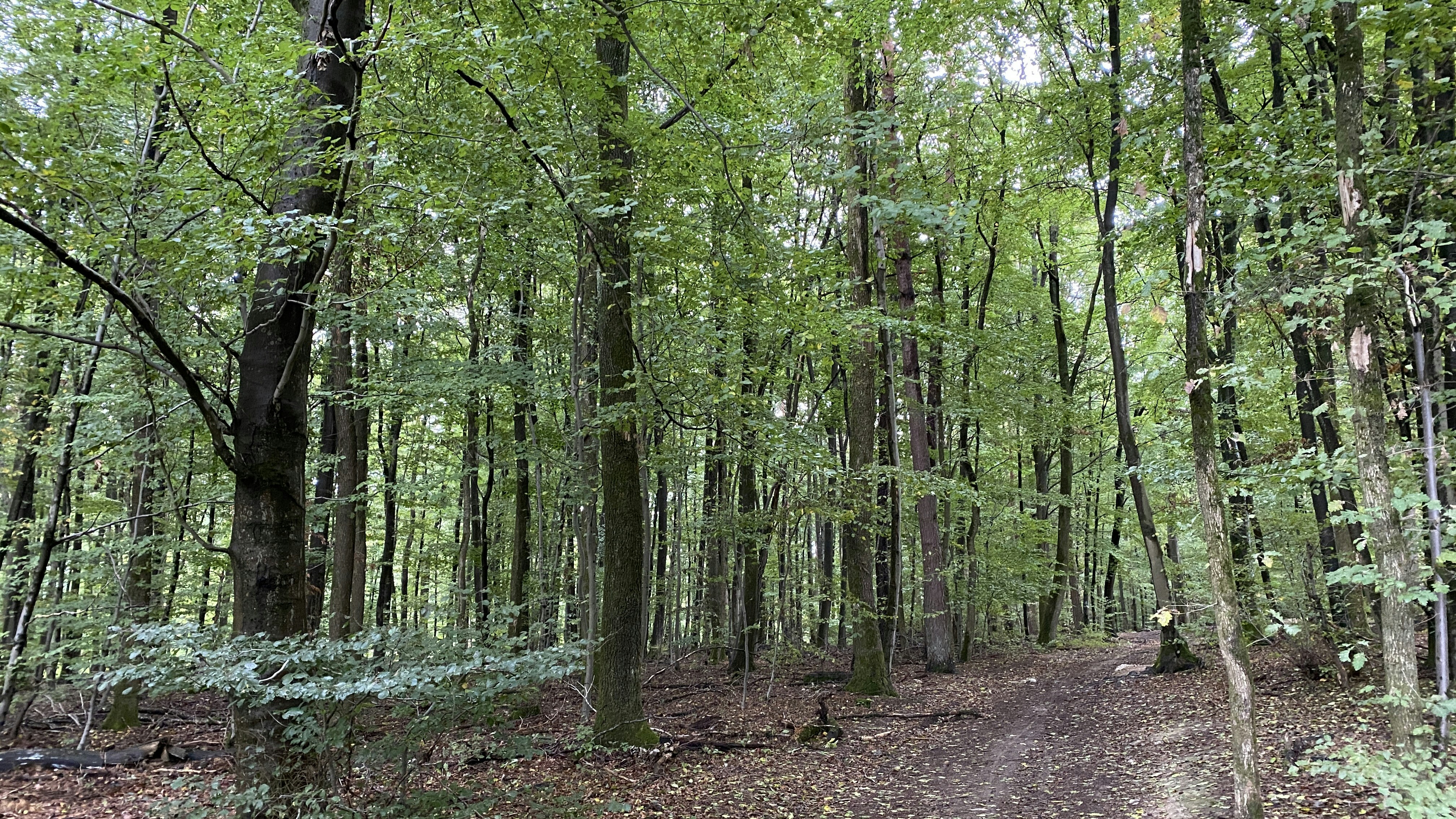 Photo by mike_romeo_hotel