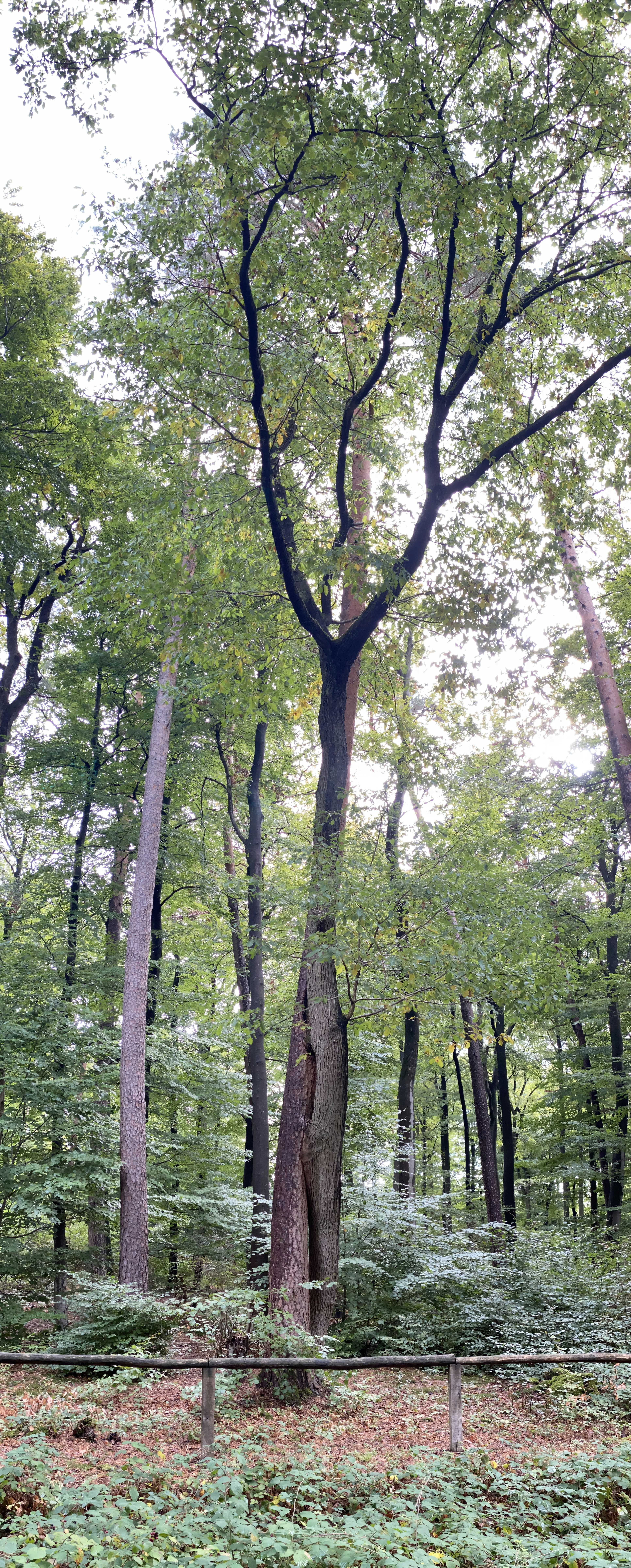 Photo by mike_romeo_hotel