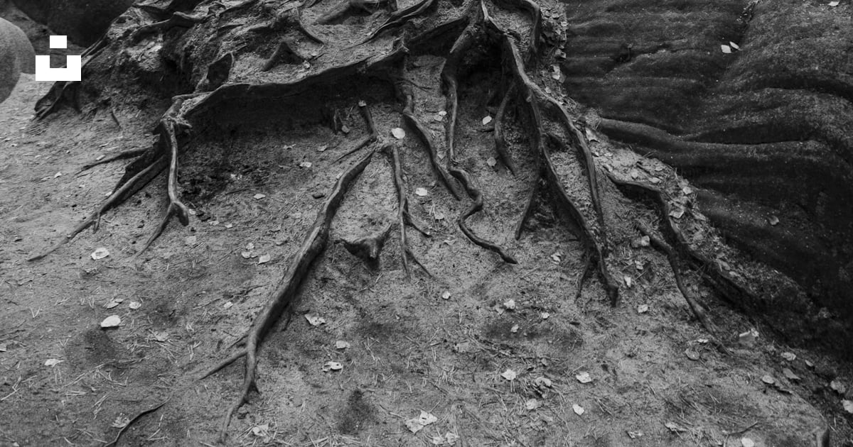 A tree with roots photo – Free Monochrome Image on Unsplash