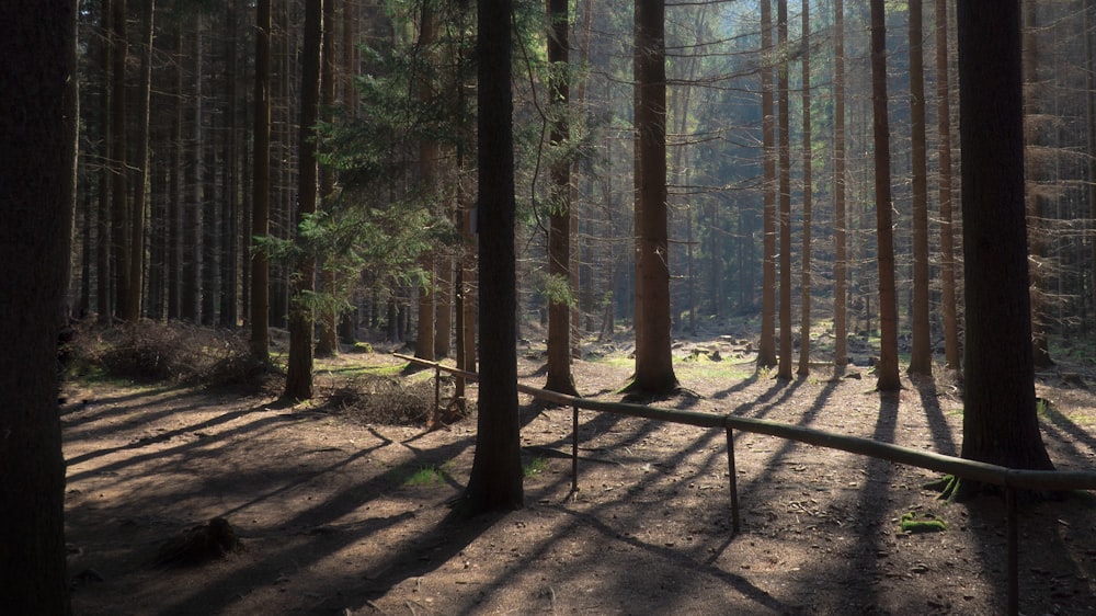 a forest with trees