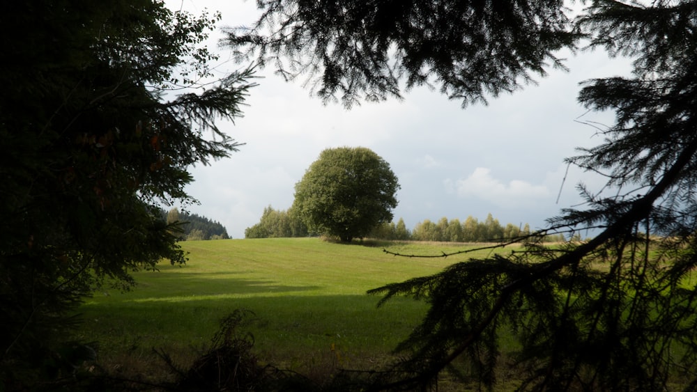 a grassy field with trees