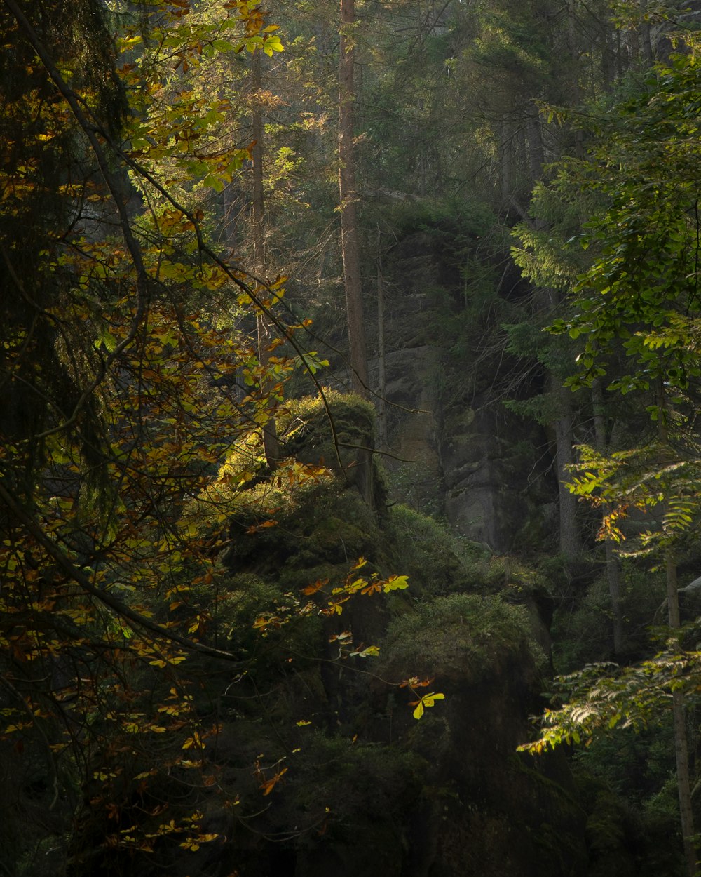 a forest of trees