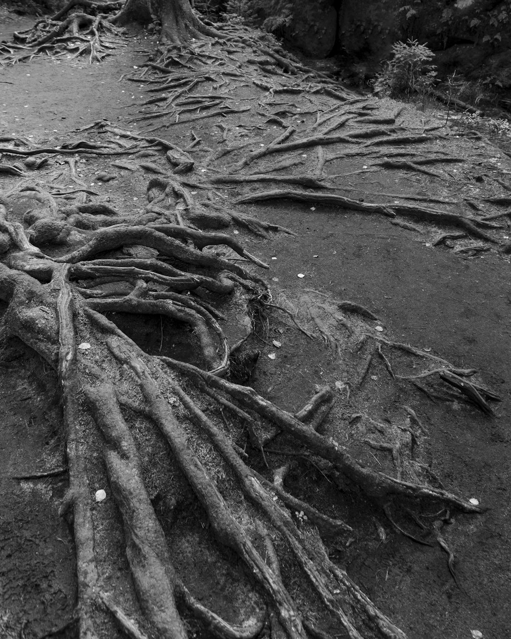 a close-up of a tree stump