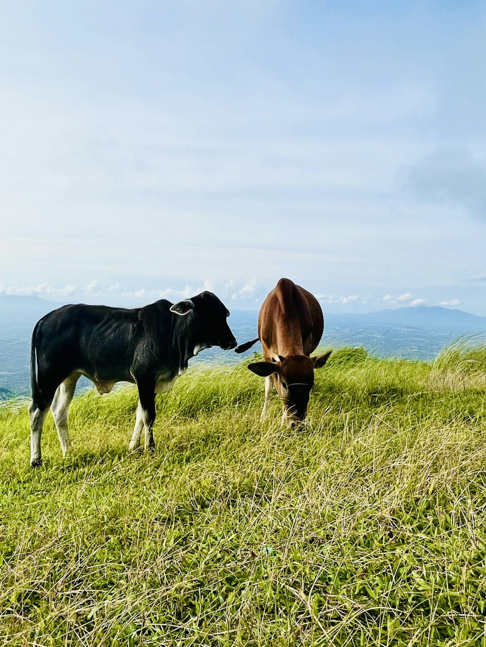 cows grazing on a hill