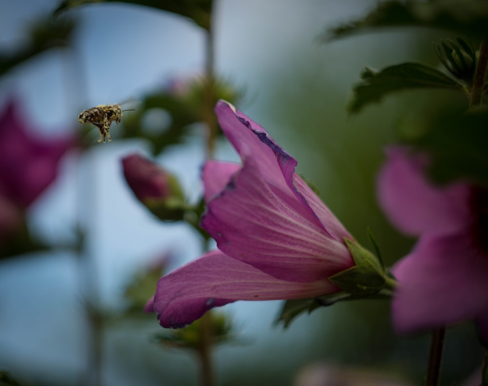 a bee on a purple flower