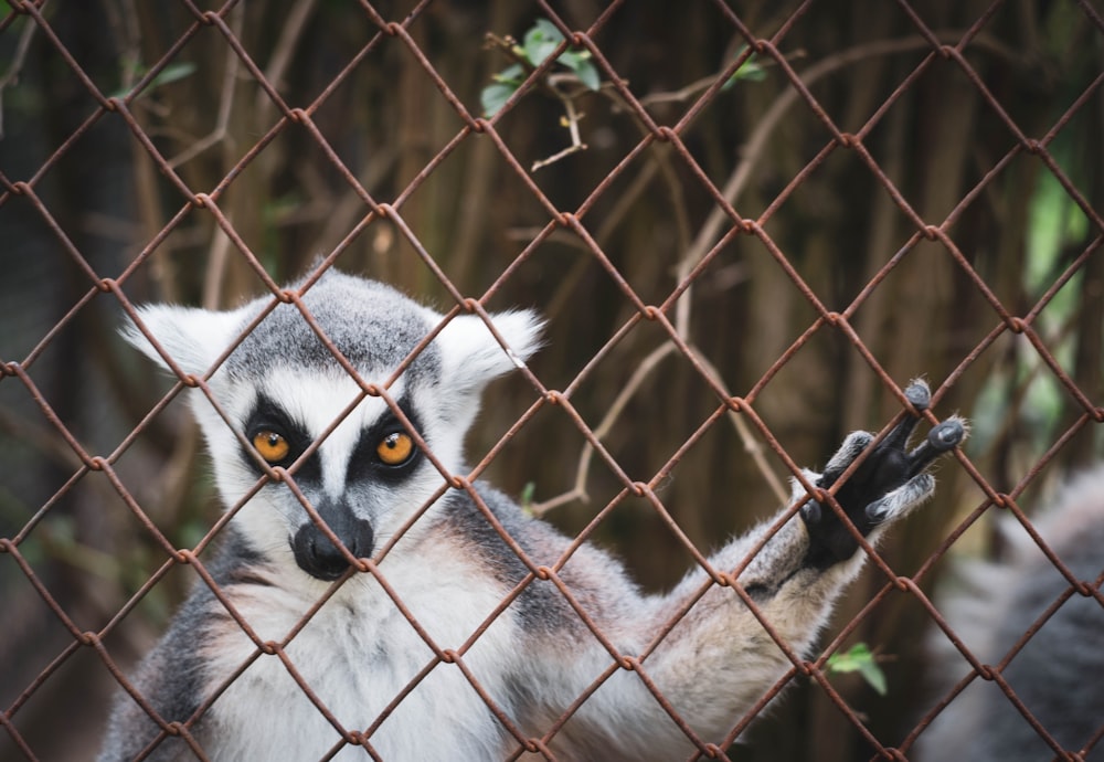 a white and black animal